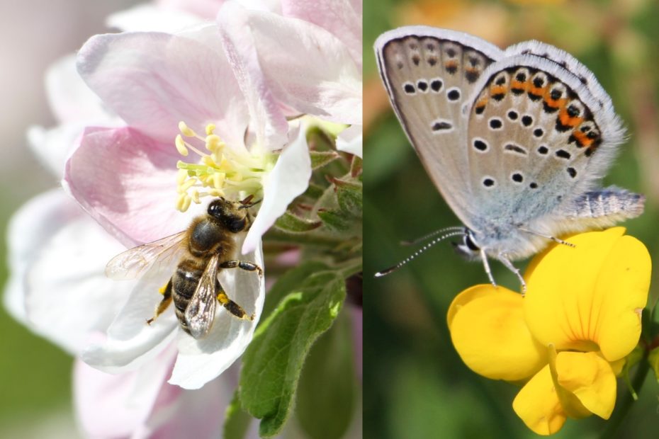 Artenvielfalt im Garten