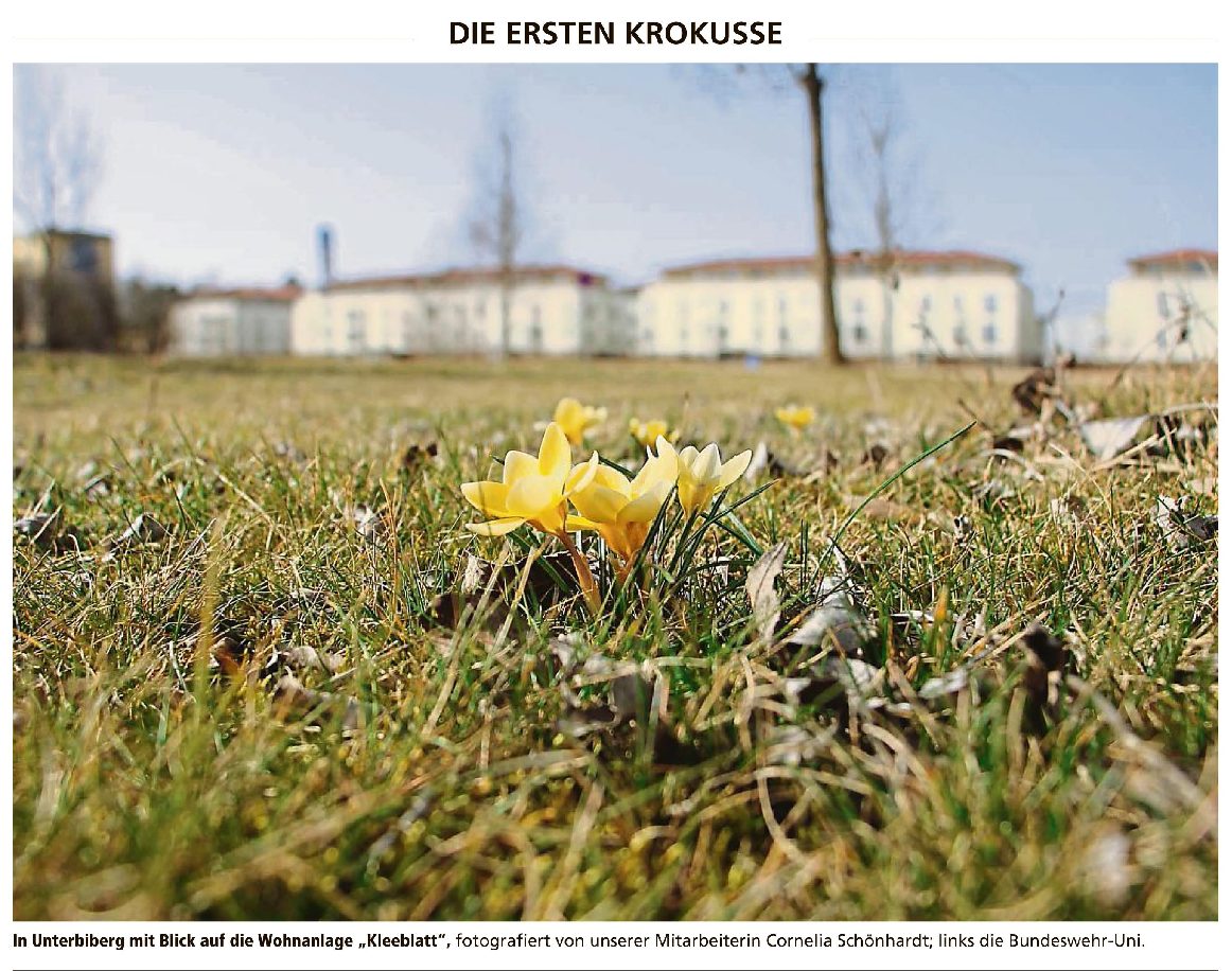 Die ersten Krokusse in Unterbiberg