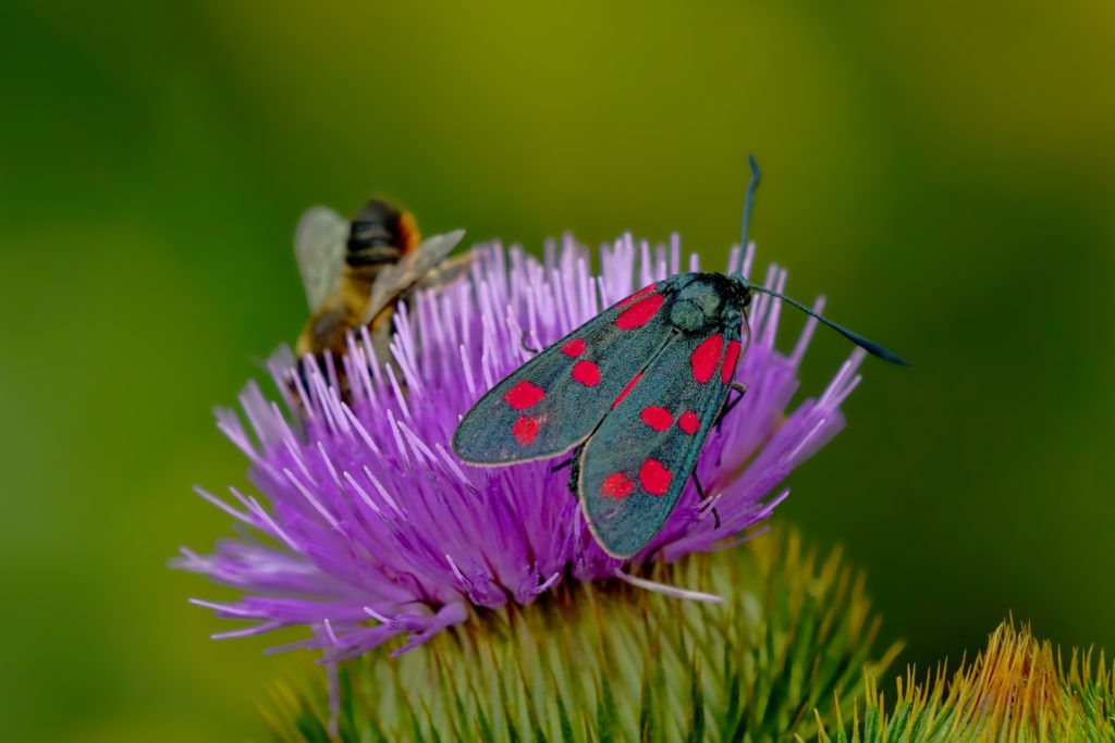 Insektenhilfe